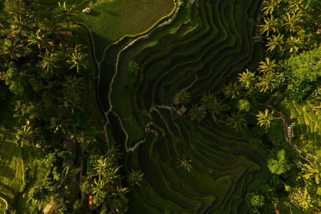 Ubud Bali
