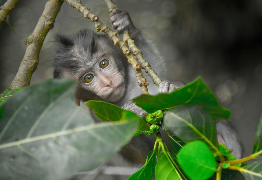 Bali Indonesia Monkey