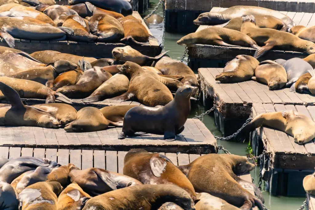 pier 39 San Francisco
