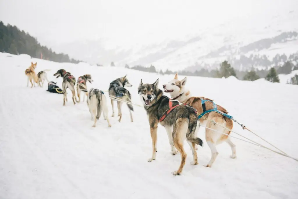 Husky Dog Sledding