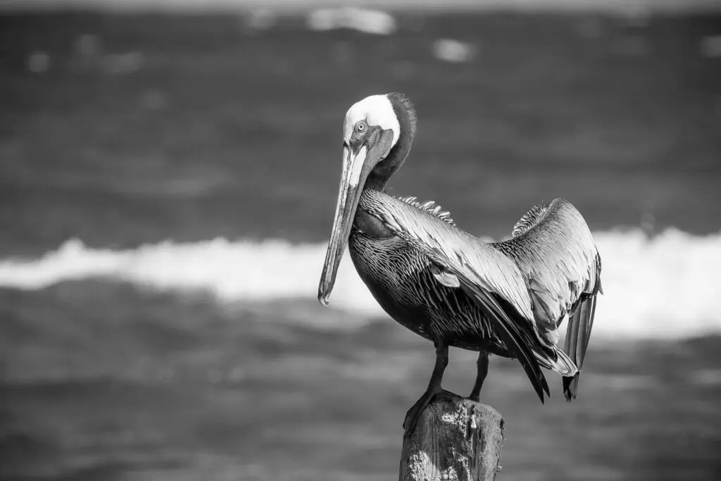 Saint Kitts and Nevis