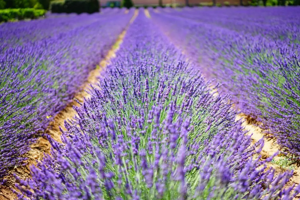 Provence in France
