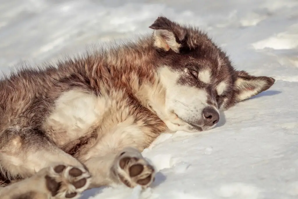 Dog Sledding Around the World: A Once-in-a-Lifetime Bucket List Experience