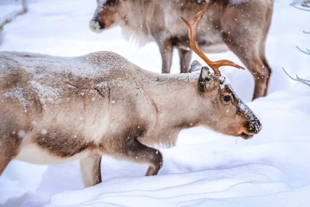 Lapland Reindeer