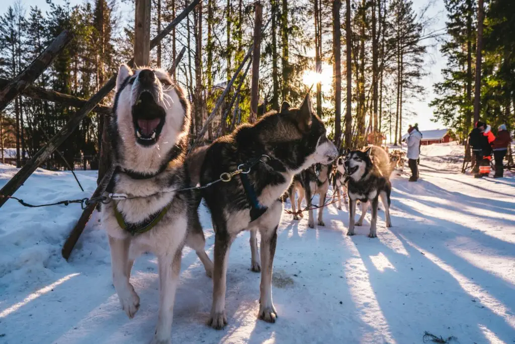 Dog Sledding Around the World: