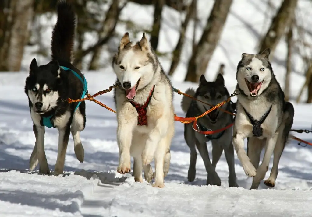 Dog Sledding Around the World