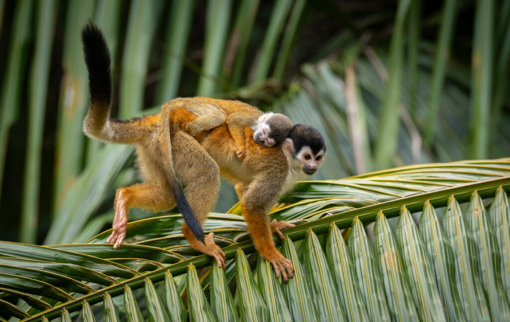 Wildlife Costa Rica