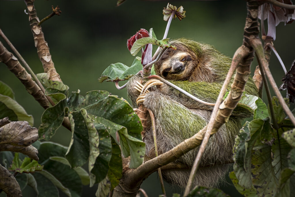 Wildlife Costa Rica