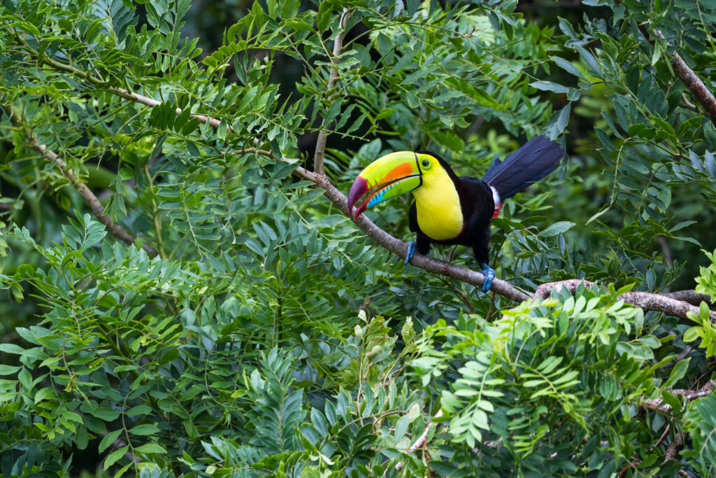 Wildlife Costa Rica